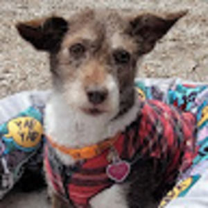 Meet your Posher, Pamela